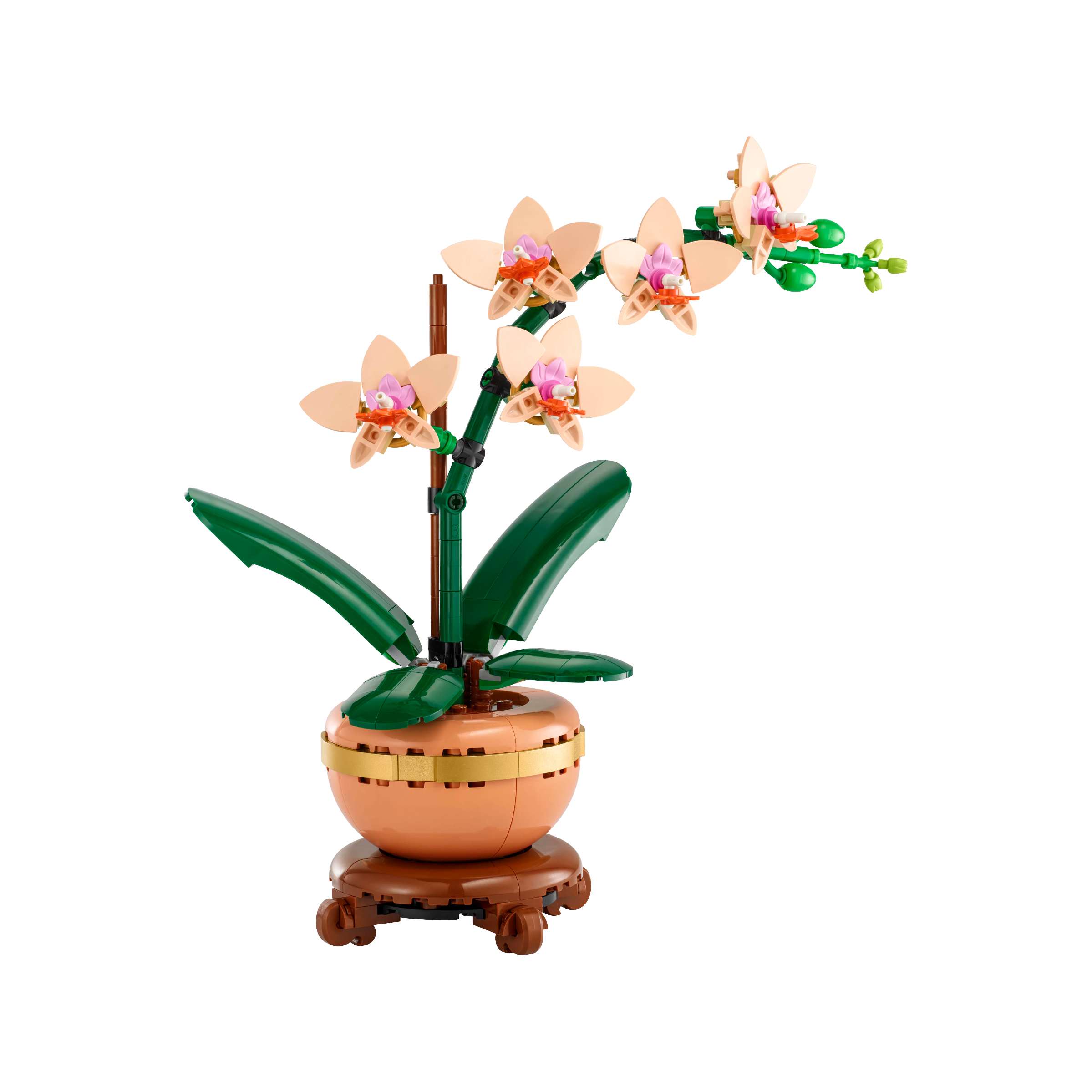 Mini Orchid