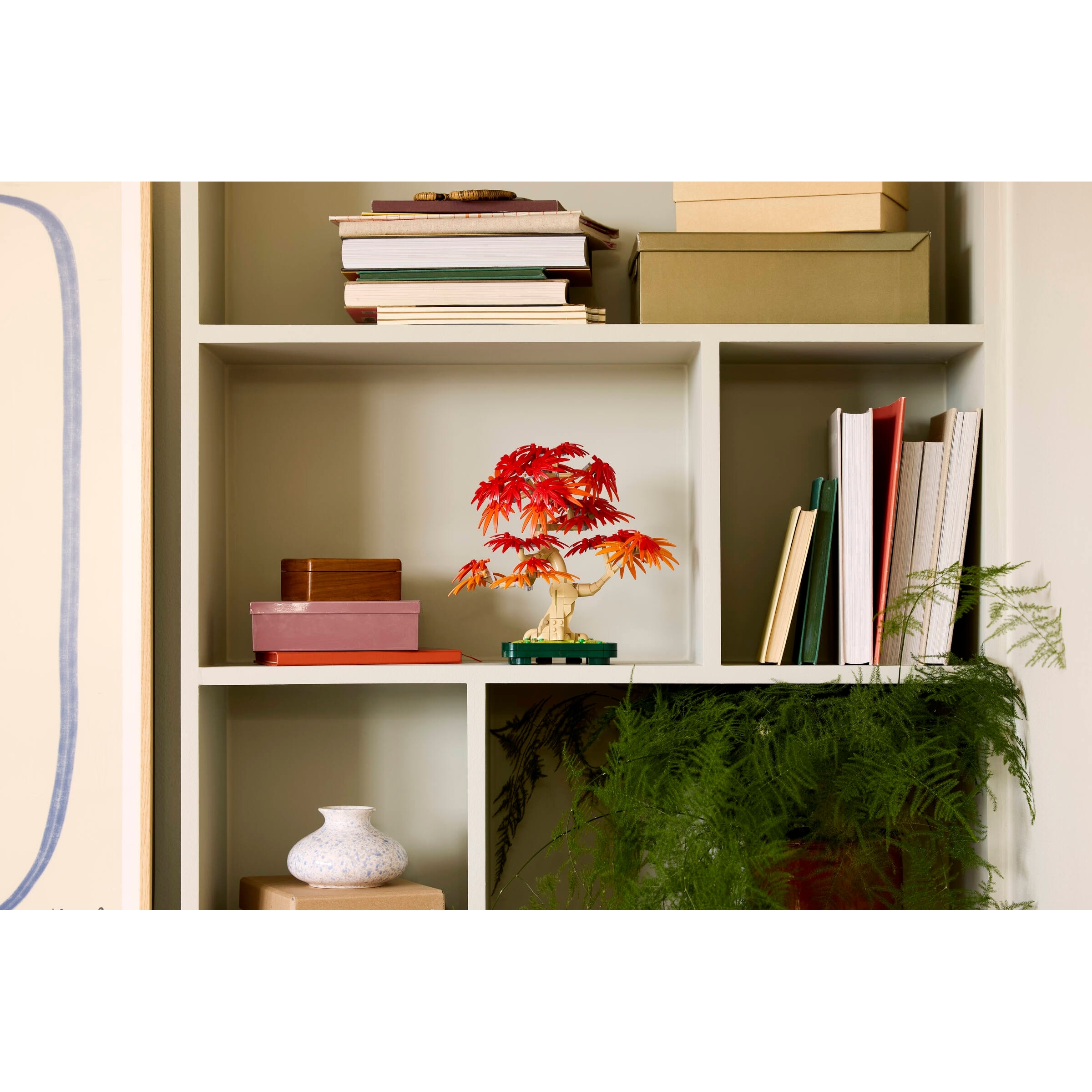 Japanese Red Maple Bonsai Tree - Image 6