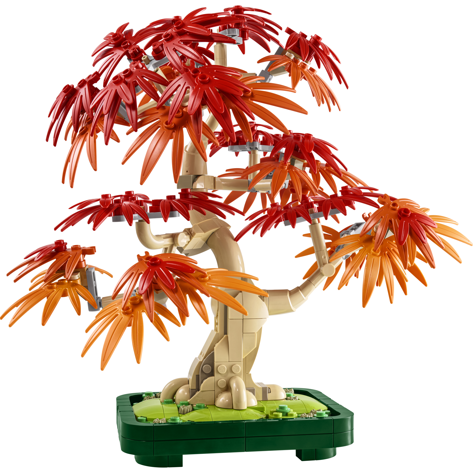Japanese Red Maple Bonsai Tree