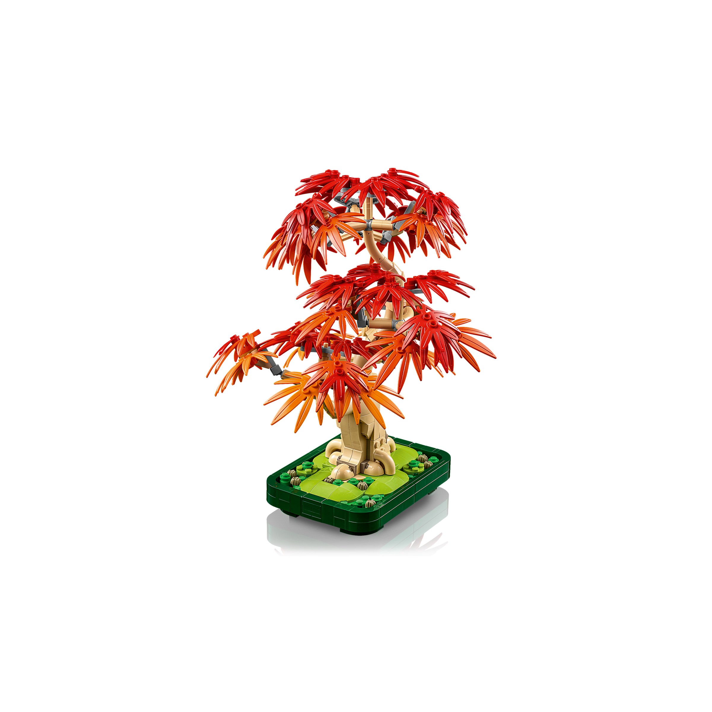 Japanese Red Maple Bonsai Tree - Image 4