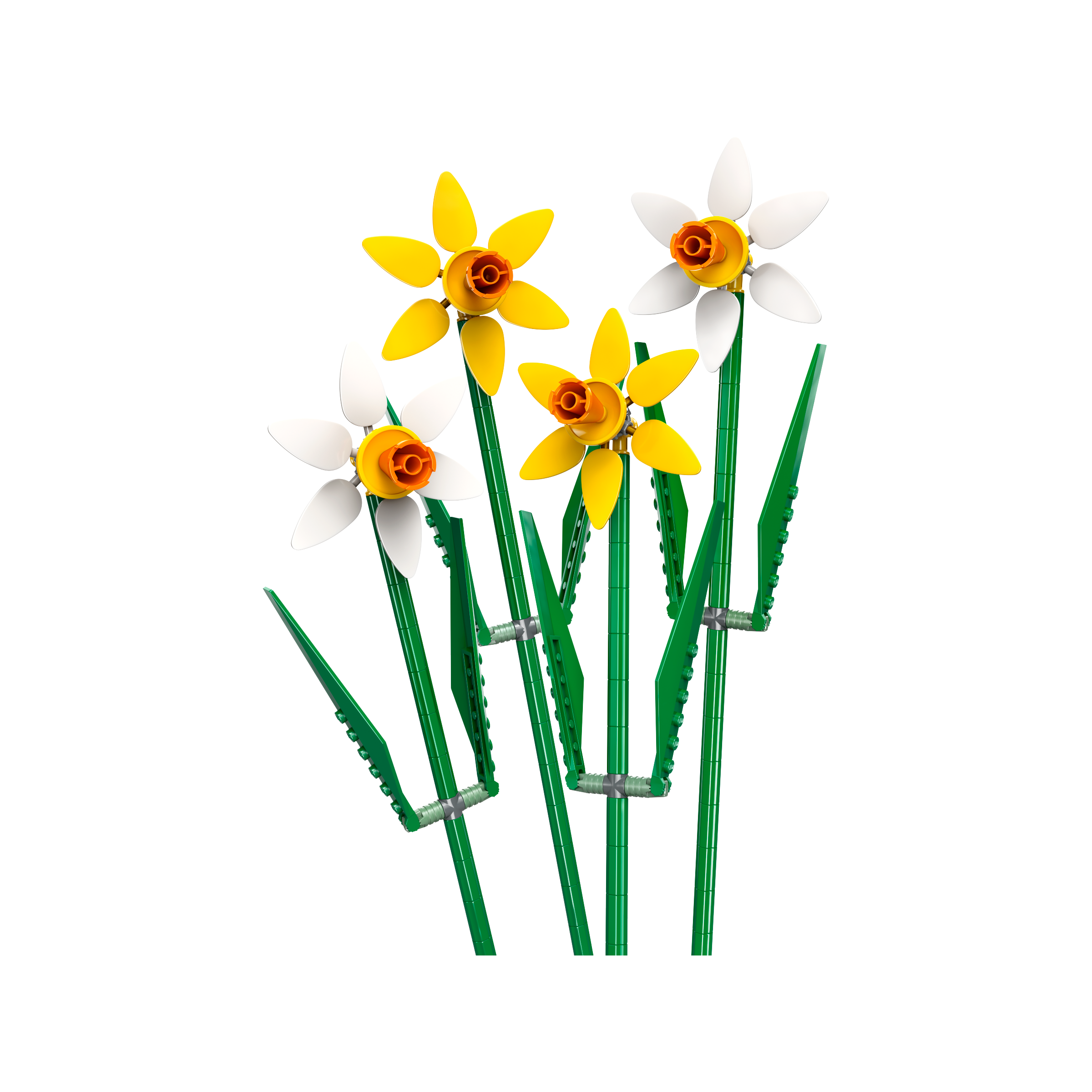 Daffodils