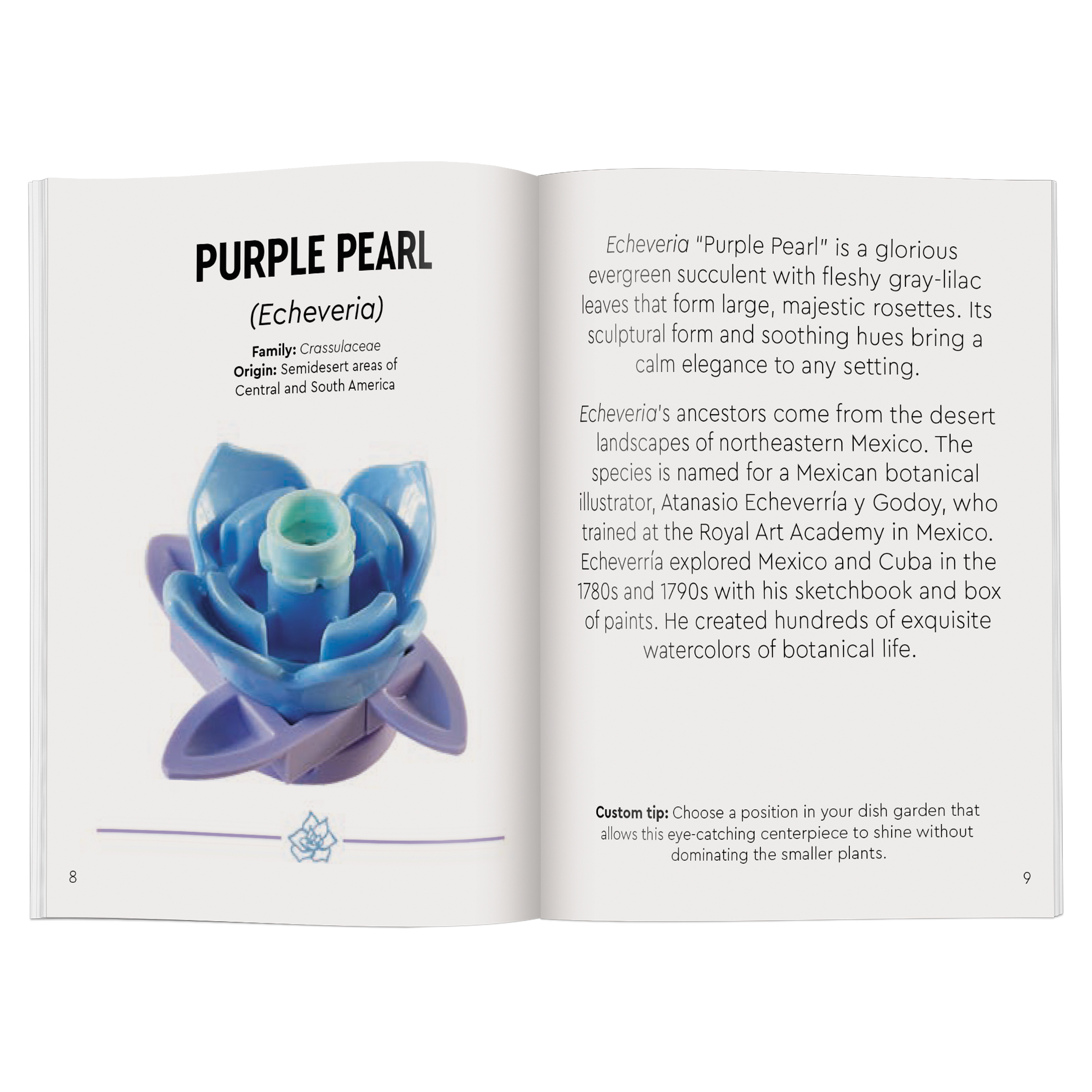 Tiny Desert Garden - Image 4