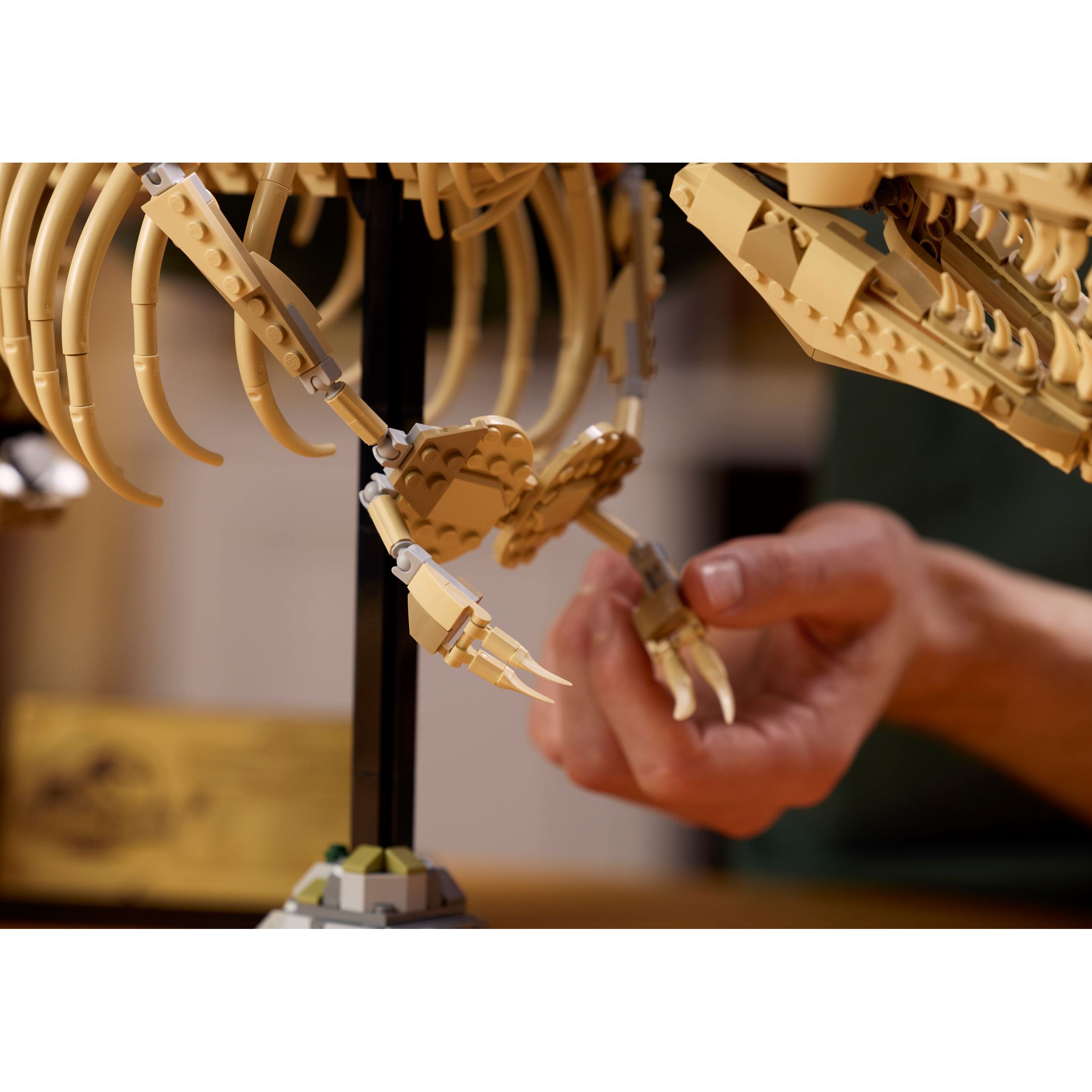 Dinosaur Fossils: Tyrannosaurus Rex - Image 9