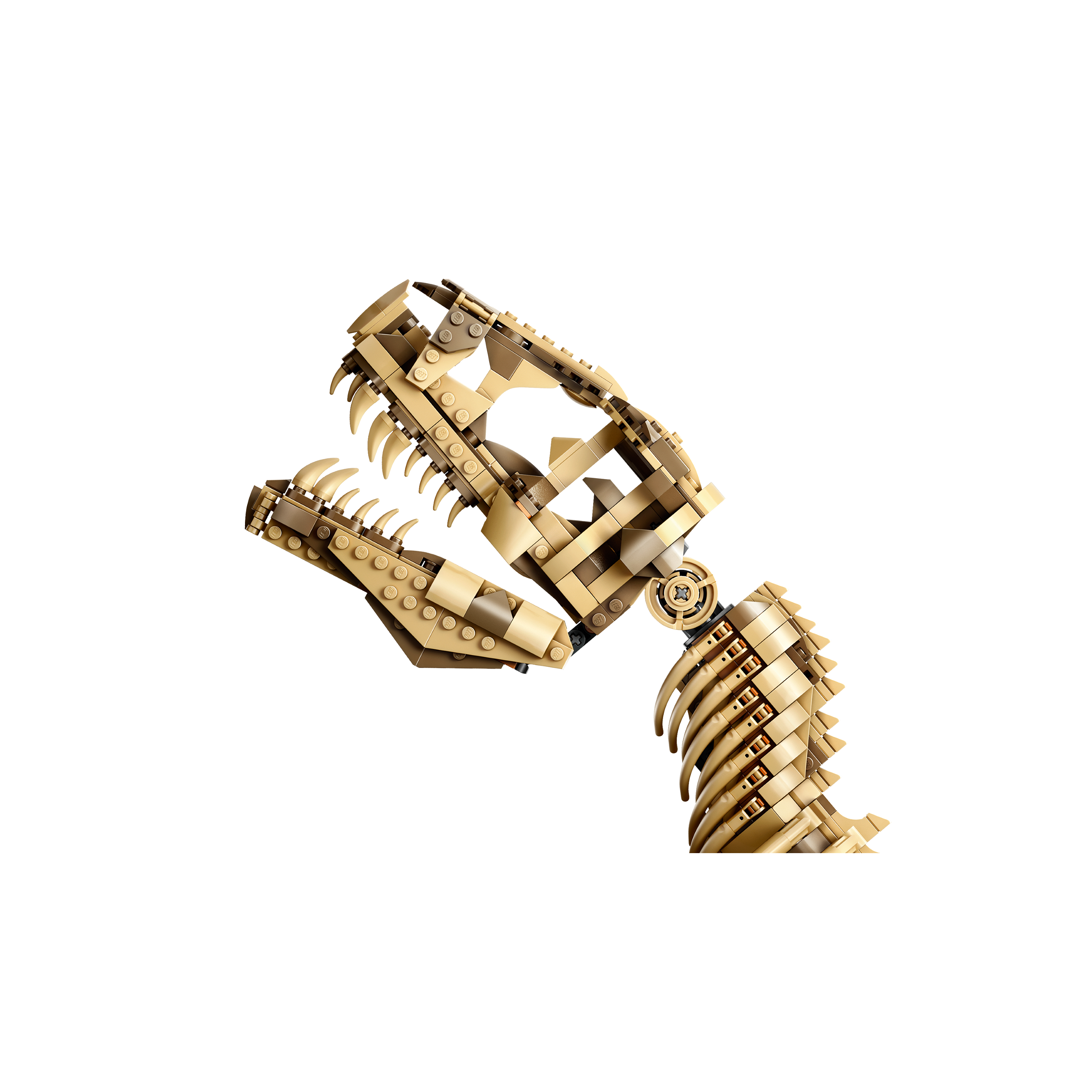 Dinosaur Fossils: Tyrannosaurus Rex - Image 4