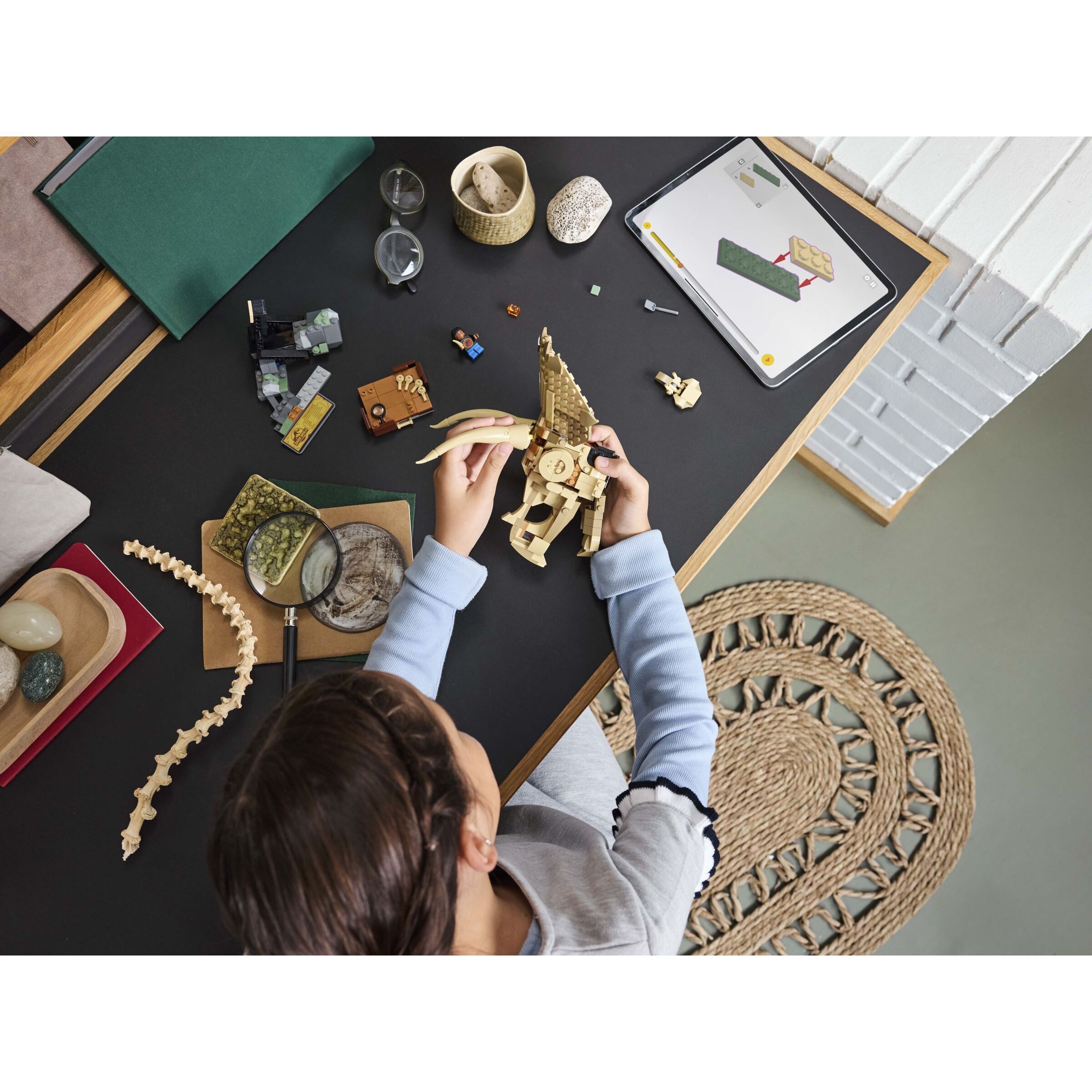 Dinosaur Fossils: Triceratops Skull - Image 6