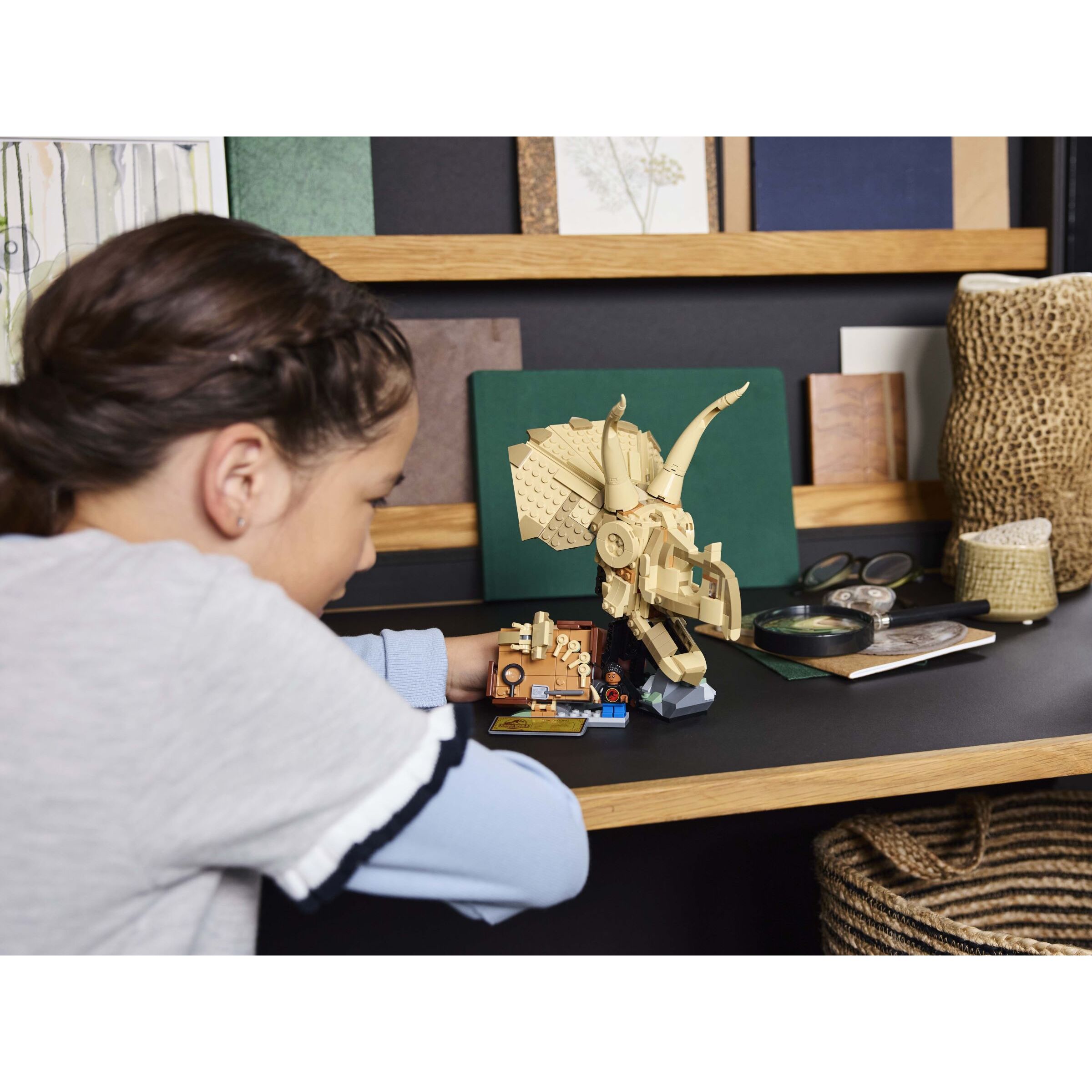 Dinosaur Fossils: Triceratops Skull - Image 4