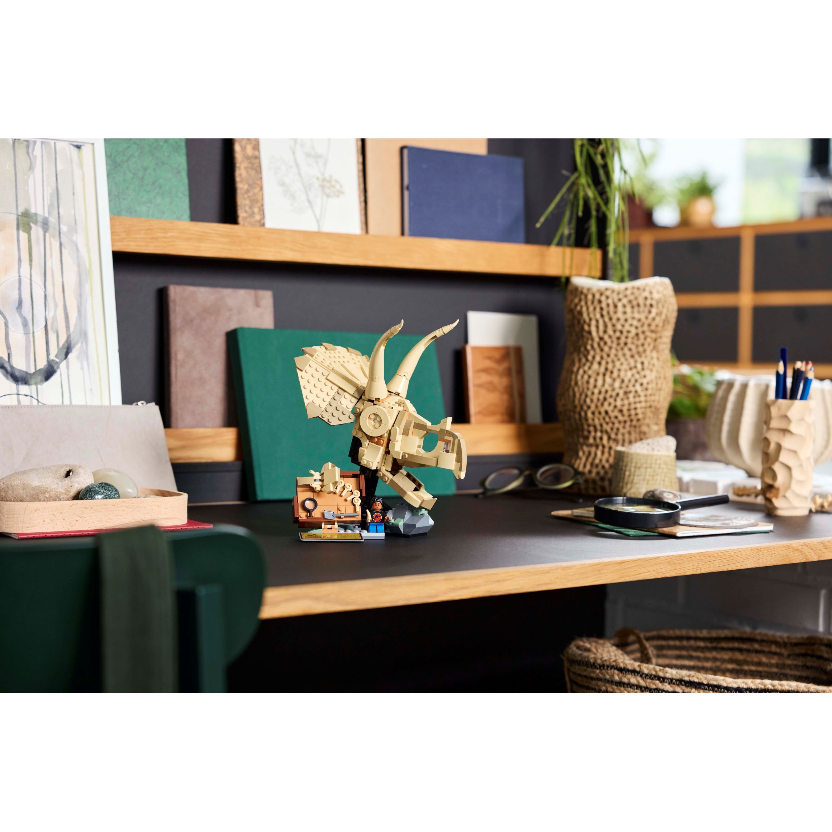 Dinosaur Fossils: Triceratops Skull - Image 7